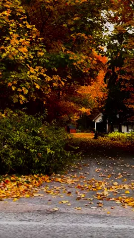 #autumn #autumnvibes #october #fallincanada #fall 