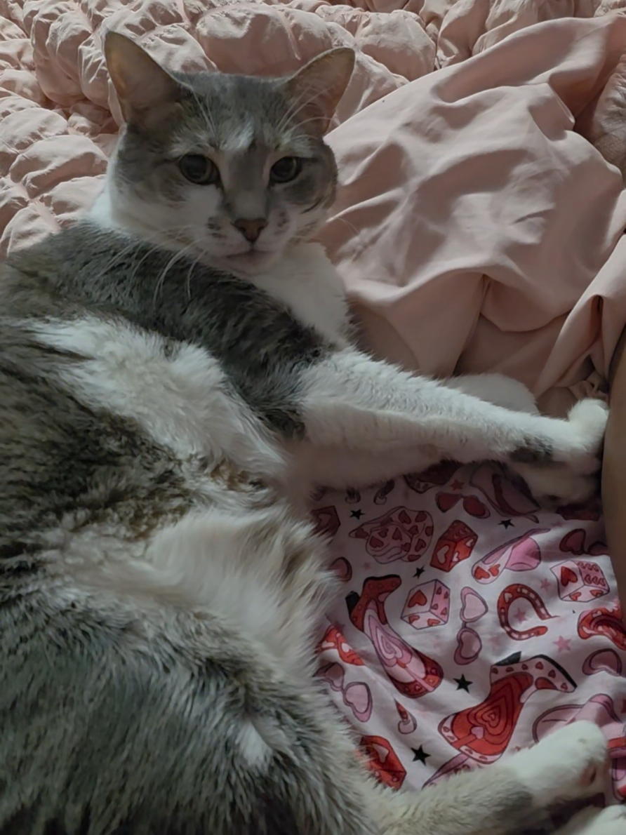 Meet my Big Baby Mittens  #catmom #catlife #furbaby #catsoftiktok #mittens 