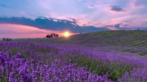 tui mê cái màu tím thủy chung này của Lavender quá đi.#lavender #17._th01#hoa #xuhuongtiktok #viral 