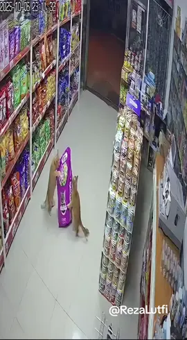Caught on Camera: Two Chubby Cats Steal Whiskas #cat #funny #ai #sora #fyp 
