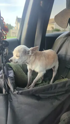 science doesn't make any sense 😫 no wonder some people just make it up 🤷 #teacupchihuahua #toothlesschihuahua #seniorchihuahua #rescuechihuahua #petaccount 