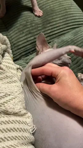 Another morning of moving my cats skin around #sphynx #cat #hairlesscat #funnycat 