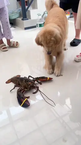#dog #dogcute #dogfunny #doglover #goldenretriever #goldenretrieverpuppy #goldenretrieversoftiktok #goldenretrieverlife #dogsoftiktok #fy 
