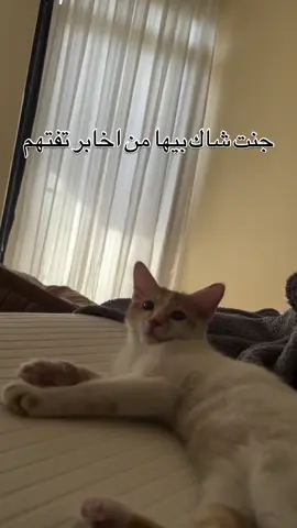 ⁨ شوف بلأخير شلون تقرب راسها علمود تسمع 😂😂 #قطط #اكسبلور #fypppppppppppppppppppppppppppppppppppppppppppppppppppppppppppppppppppppp #ترند⁩