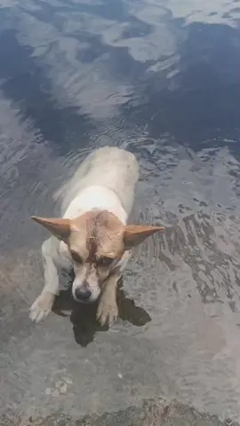 ATÉ ONDE VAI A MALDADE HUMANA ??? DERAM UMA PAULADA NA CABEÇA DESSA CACHORRA E JOGARAM AINDA VIVA NO RIO 