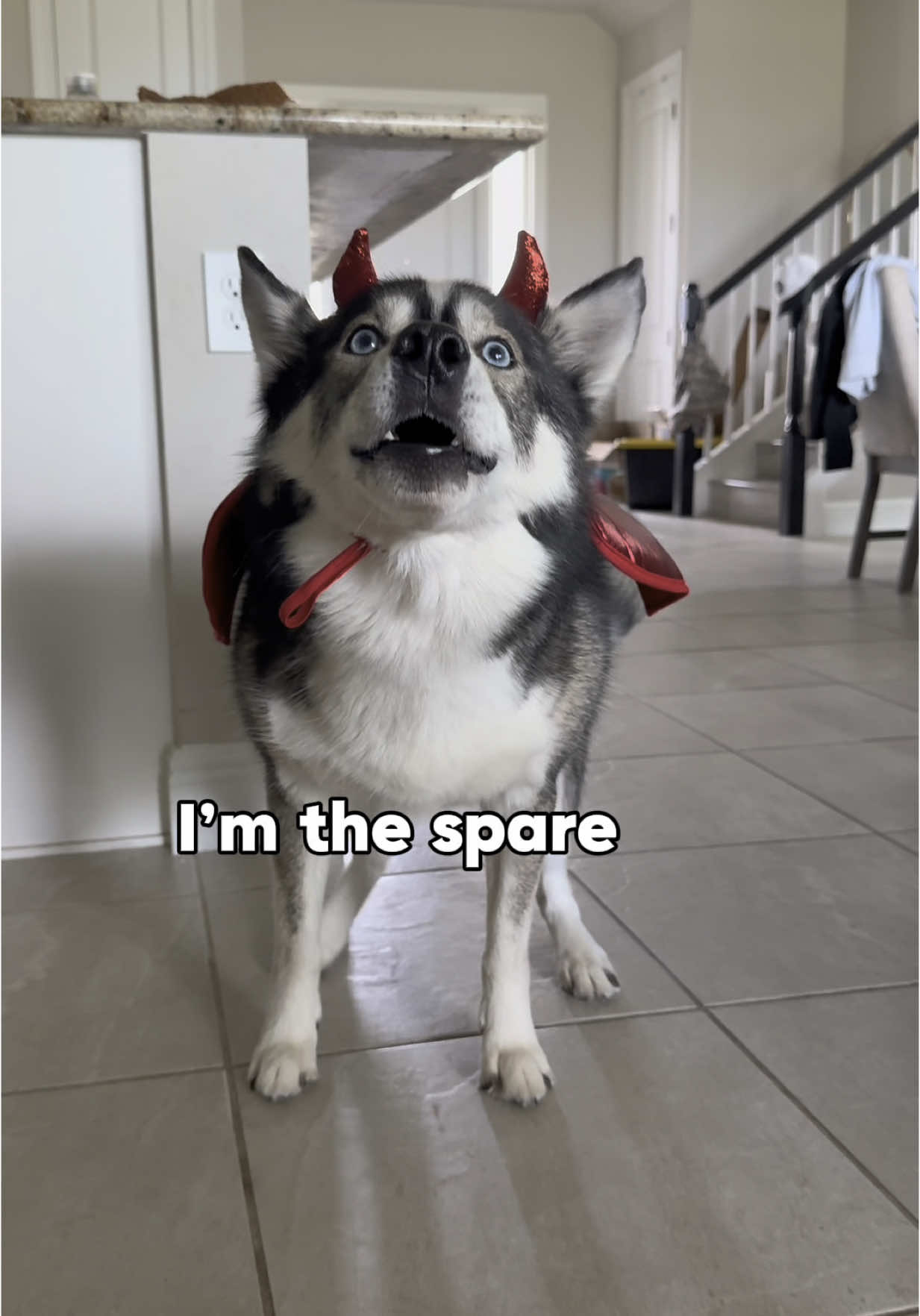 #ShiptPartner Four pups. Three costumes. One tough decision. I wonder what costume they’ll pick for the spare… 👀🐶🎃 Good thing PetSmart costumes delivered from Shipt take the stress out of spooky season. Use code BLUE10 to get $10 off your next order of $35 or more at Shipt.