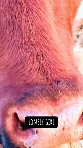 Farm animals are the best! #cows #goat #cat #dogs #farmlife 