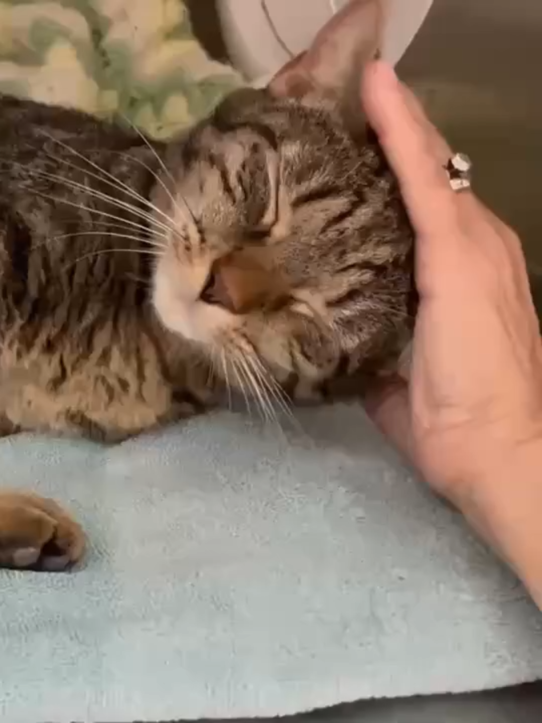 Ember is a 1 year old tabby doll looking for a loving home. She's gentle and affectionate and leans into our hands for pets, and can't seem to get enough love. Please send us your application for sweet Ember via our website and we will arrange for you to meet her.  She'll be waiting for you at PetSmart on Rte 70 in Marlton, NJ and she hopes to see you soon. 🧡 https://www.vaonj.org/adopt/cats/ #adoptdonshop #shelterpetsoftiktok #voorheesanimalorphanage #shelterdogs