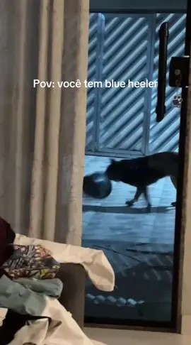 #boiadeira #blueheeler #blueheelersoftiktok #boiadeiroaustraliano #funny 