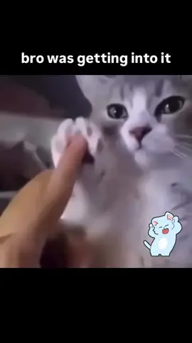 #funnyanimals  #cutecat  #dancingcat 