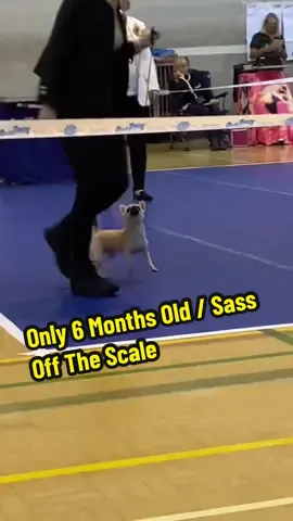 Larue attended her first Champ show yesterday and smashed it out of the park and even qualified for Crufts she was amazing and all the training we have both done really paid off #dogshow #dogshowing #chihuahuafanclub 