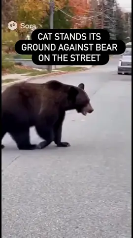 Woow.. Cesur kedi. 🐈. 🐈🐈🐈💗💗