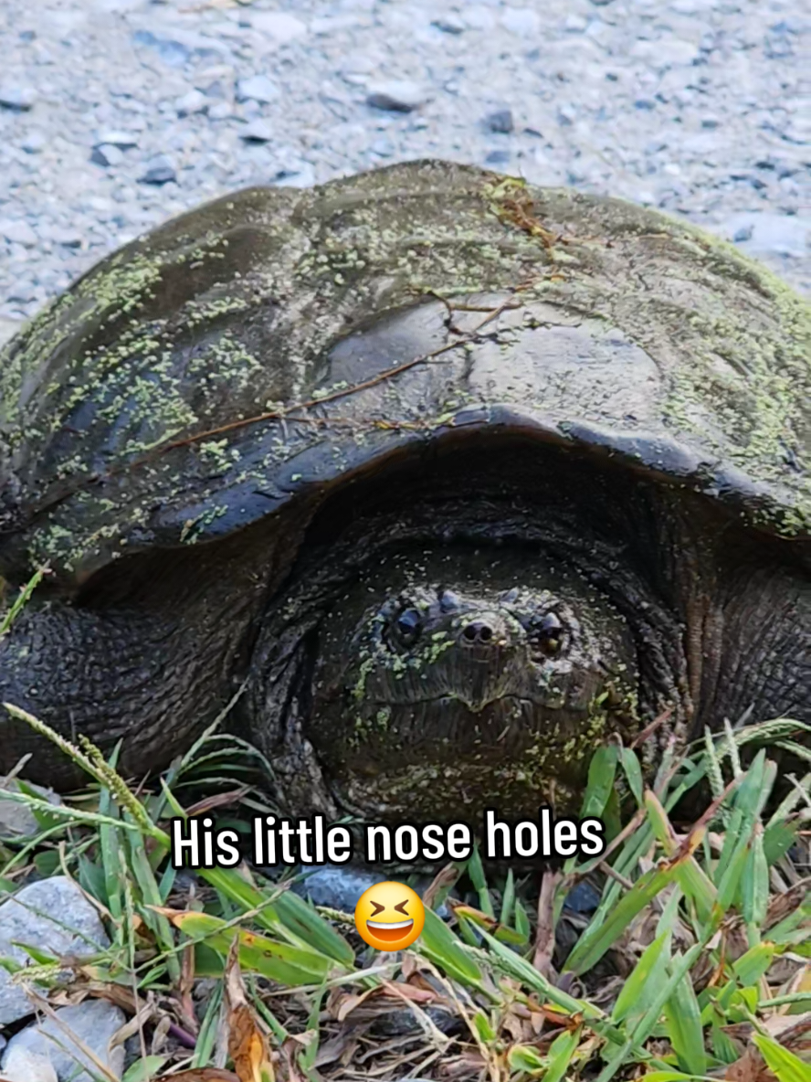 So mornings dont go as planned. But we get through it😉 #hollerlife #mountainlife #fyp #farmlife #turtle  these snapping turtles or mud turtles, really reck havoc on our pond life sometimes.