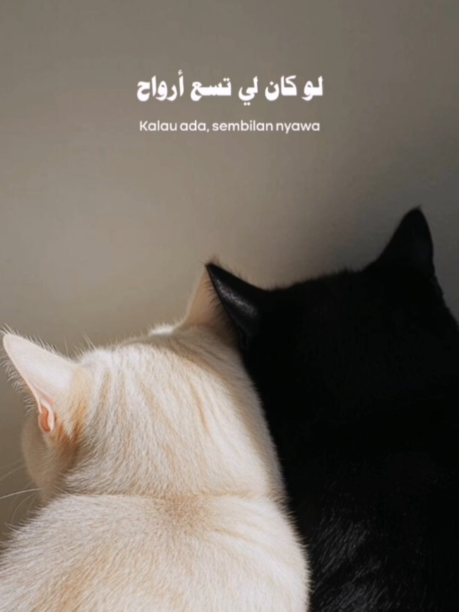 Alamak - @Rizky febian versi Arabic @lfylia @markazarabiyah #CapCut #templetcapcut #firdaus_template #fyp 