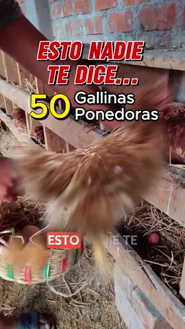 ¿50 gallinas ponedoras será rentable? ¿Te gustaría empezar a criar gallinas ponedoras pero no tienes idea por dónde comenzar?🐔🥚 Nosotros te acompañamos en todo el proceso, solicita Información de nuestro curso de Crianza de gallinas ponedoras en el link de nuestro perfil 👉 #gallinasponedoras #huevo #ventadegallinas #negocioavícola #huevodegallina #gallinas