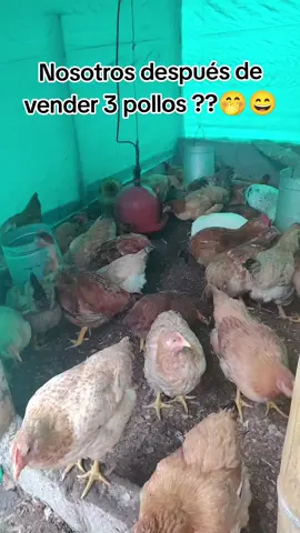 El pollo criollo que te hace feliz oo que sii 🤤😍