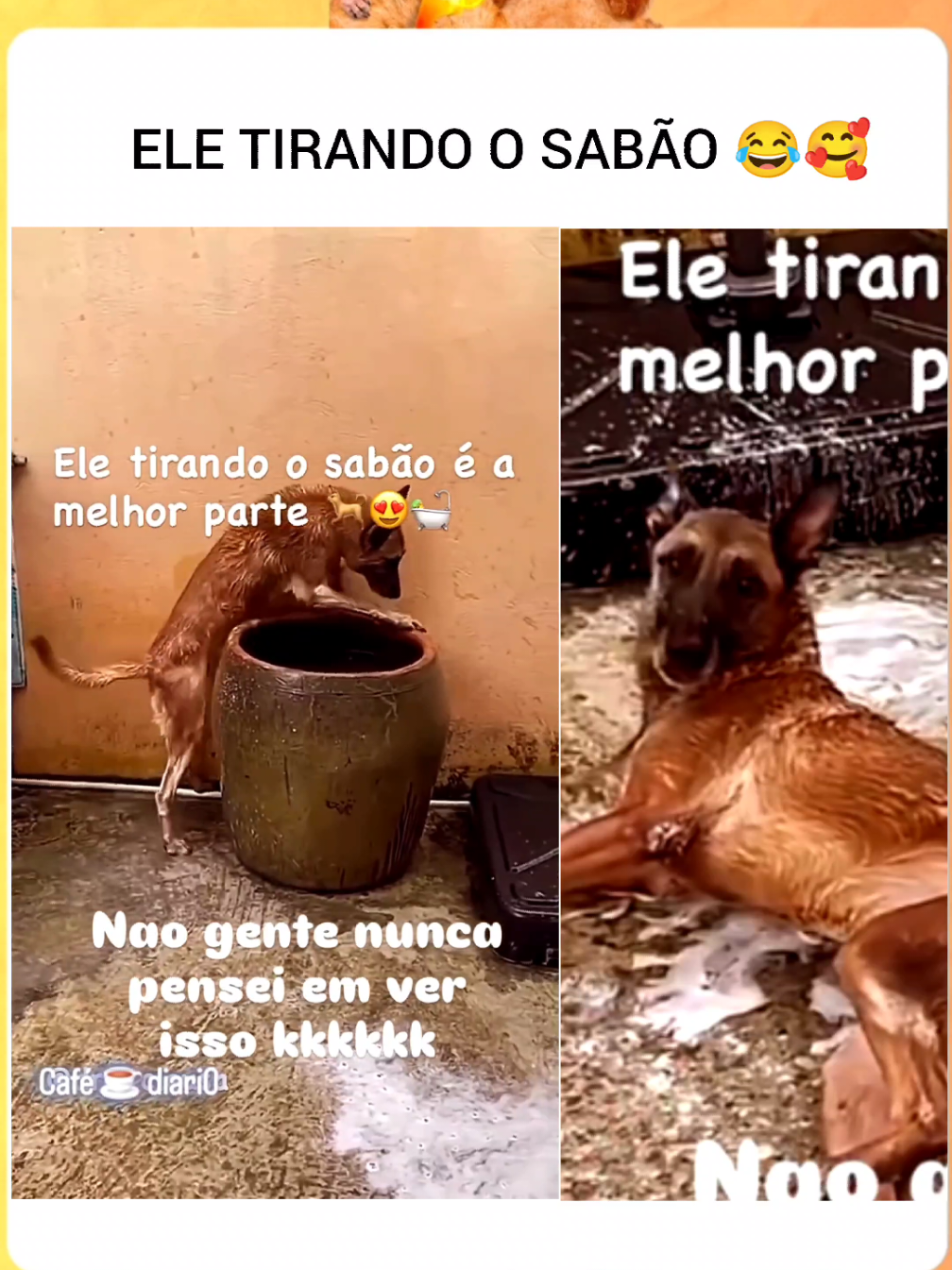 UM BANHO RELAXANTE. ... #pets #dog #dogsoftiktok #animais #animaisengraçados 