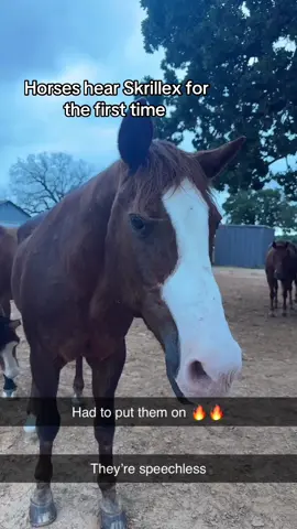 Their friends will never belive them #horse #skrillex #fyp 