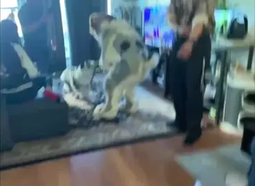 Dog vs Dog  #fyp #fame #Love #fursuiter #funny 