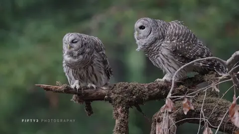 Barred owl duet #barredowl #wildlife #barredowlsoftiktok #owllove #birdofprey 