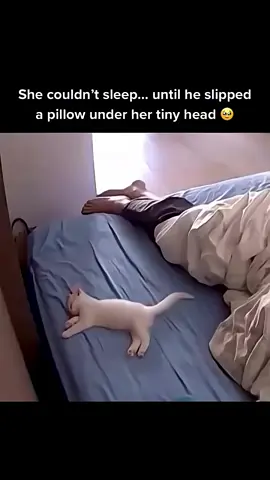 #cat #cute #fyp #viral 