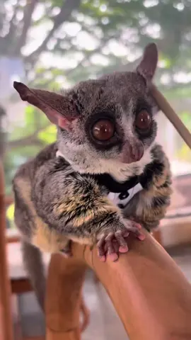 The galago (or the bush baby ) is a small, nocturnal primate native to Africa. They have large eyes for night vision, strong hind legs for jumping, and are known for being very agile in trees. #Galago #FYP #NocturnalPrimate #CuteButWild #AfricanWildlife 