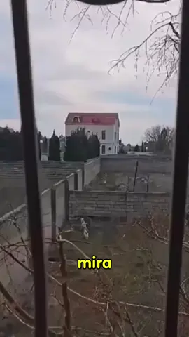este perro no se rindió hasta conseguirlo. #dog #animals 