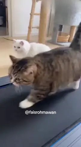 Hasil Sora AI 2 : Real Kucing Ngamuk Habis Treadmill #shorts #aivideo #kucinglucu #meong 