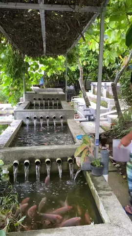 Slow living di desa sambil piara ikan nila