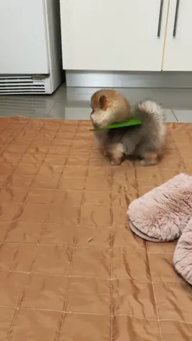 #creatorsearchinsights #tinyvinny #cutestpuppy #teacuppomeranian #teacupdogs 