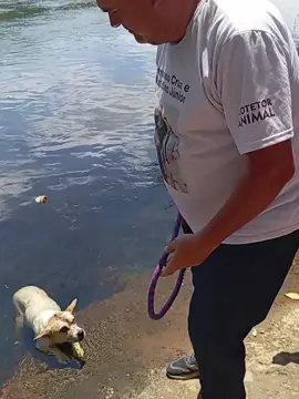 QUANDO ACHO QUE JÁ VI DE TUDO ...... IMPRESSIONANTE: Deram uma PAULADA na cabeça dessa cachorra, achavam que estava  morta e jogaram dentro do Rio Paraíba . O pessoal da escola ouviu o choro de um cachorro e foram ver e acharam ela na beira tremendo de frio. Fiz o resgate, ela infelizmente está paraplégica, cheia de escoriações pelo corpo e com a cabeça rachada.