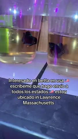 Interesado en betta en usa 🇺🇸 escríbeme que hago envío a todos los estados 🇺🇸 estoy ubicado in Lawrence Massachusetts #bettafighterbetta_ #bettafighterbetta1 #bettafighterbetta 