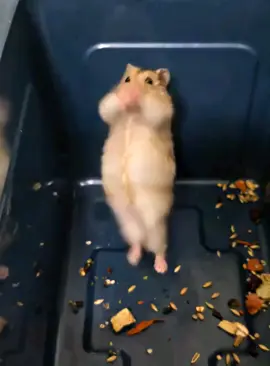 Kungfu động vật #xuhuong #kungfu #mouse #animals #funnyvideos 
