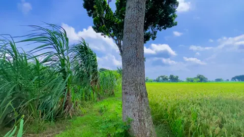 সোনালি ফসল #fyp #foryoupage #nature #viral 