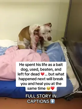 When rescuers found him, he wasn’t fighting.  He wasn’t barking.  He was just… still 💔. Lying in a corner of a damp cage, his face was torn, his ribs sharp against his skin, his body trembling from pain and fear. He didn’t flinch when they touched him. He didn’t growl. He just looked up, as if asking: “Why?” They named him Echo, because that’s all he was — a quiet echo of the dog he used to be. At the hospital, his chart was grim. Dozens of scars. Fresh wounds. Infections spreading. His joints were inflamed from years of trauma.  The vet whispered: “If he survives tonight, it’ll be a miracle.” But Echo wasn’t ready to let go.  When a rescuer wrapped him in a blanket, he pressed his head into their chest. That tiny act — that fragile trust — changed everything 🙏. The team worked for weeks. Around the clock. Cleaning his wounds, soothing his pain, feeding him slowly. And with every bowl, they added something that would help rebuild him from the inside out — TAILY COLLAGEN 🍲✨. That’s when the miracle began.  🧬 His wounds began closing faster.  🐾 His dull fur started to return, soft and shiny.  💪 His muscles slowly rebuilt.  🧊 The swelling in his joints eased.  And one morning, after weeks of silence… Echo stood up and barked. The room fell silent. Volunteers cried.  It wasn’t loud. It wasn’t strong.  But it was his way of saying: “I’m still here.” 🥹 From that moment, Echo’s spirit came back. He wagged his tail. He greeted people. He played with toys for the first time in years. And slowly, love replaced the pain. Months later, a family came to visit. They didn’t say a word — they just sat down on the floor. Echo walked over, curled up beside them, and sighed. He had finally found peace 💞. Today, Echo’s story is nothing short of a miracle.  ☀️ He runs through the grass like he was born to be free.  🎾 He plays without fear.  🛋️ He sleeps beside his family every night, warm and safe.  And every morning, his family whispers: “He saved us as much as we saved him.” 💖 The secret behind his transformation? TAILY COLLAGEN.  👉 It didn’t just heal his body. It rebuilt his spirit. 🐾 The same collagen that rebuilt Echo is available now on Amazon.  ✅ Vet-trusted. Rescue-proven. Echo approved.  📦 🛒 Link in bio to get yours today! #dig#digsoftiktoka#usa_tiktoka#usatiktoka#usaa🇺🇸 