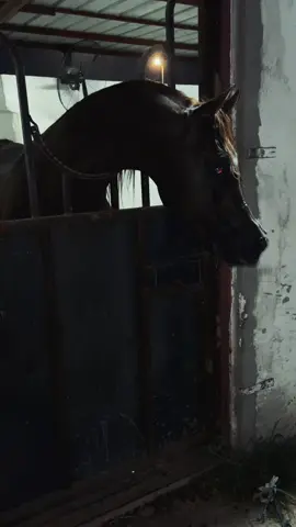 #نزيه_الخالديه #اذكروا_الله #مربط_نواصي_نجران #محمد_الساكب #الخيل_العربي_الاصيل🐎 