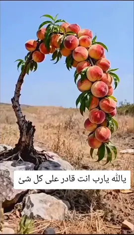 #متابعه_ولايك_واكسبلور_فضلا_ليس_امر #الحمدالله_علی_کل_حال❤ 