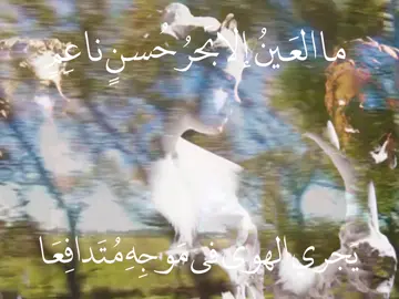 ما العَينُ إلا بَحرُ حُسنٍ ناعِمٍ يَجري الهوى في مَوجِهِ مُتَدافِعَا ، #فيروز #كتابات #fpyyyyyyyyyyyyyyyyyyyyyy #explore #share 
