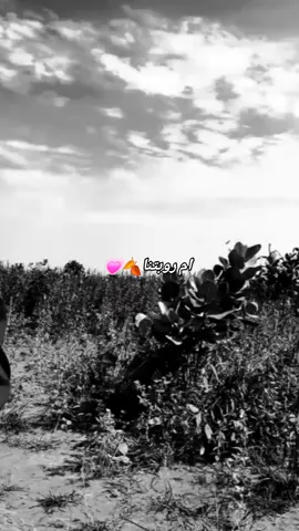 💞#عروس_النيم❤️❤️✌️عروس_الرمال❤️ 