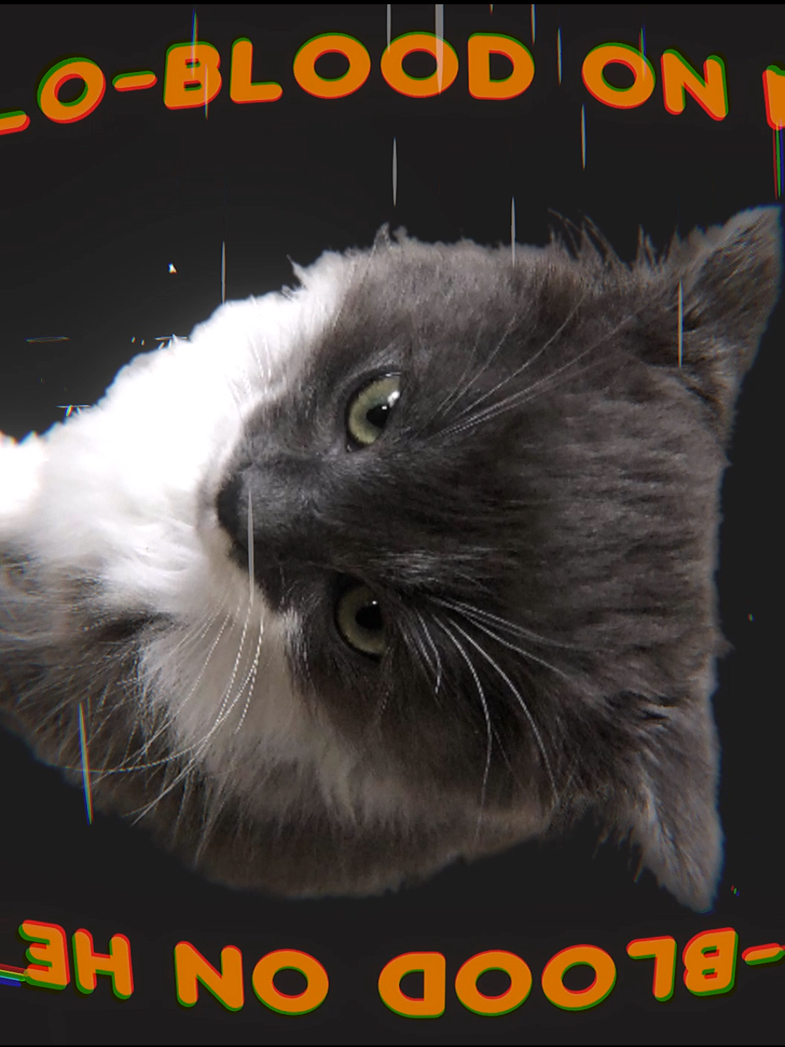 MY BABY'S GOT A GUN #lyricsvideo #catanimation #catsedit #fyp #edit 