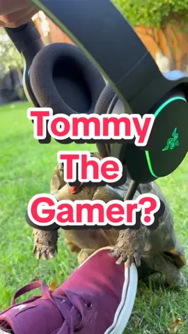 Tommy the gamer? Featuring the @Razer Barracuda X Chroma #turtle #animals #pets #mascota #GamingOnTikTok