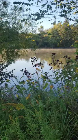 take a minute to enjoy the fog rolling off the water. I love early morning adventures with my animal friends. #animaltrainer #nature #gooutside #dog #wildlife 