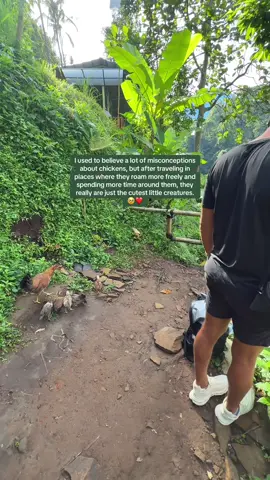 Chickens are NOT dumb and dirty animals 🥹❤️  What beautiful little creatures they are ❤️ #chickens 