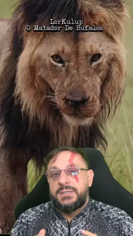 Lorkulup, o assassino de búfalos. Vídeo 15 da série sobre leões  biólogo Henrique com @SmartFox97