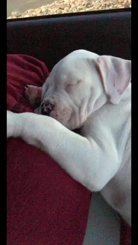 Words can’t describe how much Bubba means to me and how much value he’s brought to my life. From break ups, to new states, to new houses, to new 4 legged brothers, he’s always been my rock. He’s gotten me through more than I could even describe. My best friend ❤️❤️