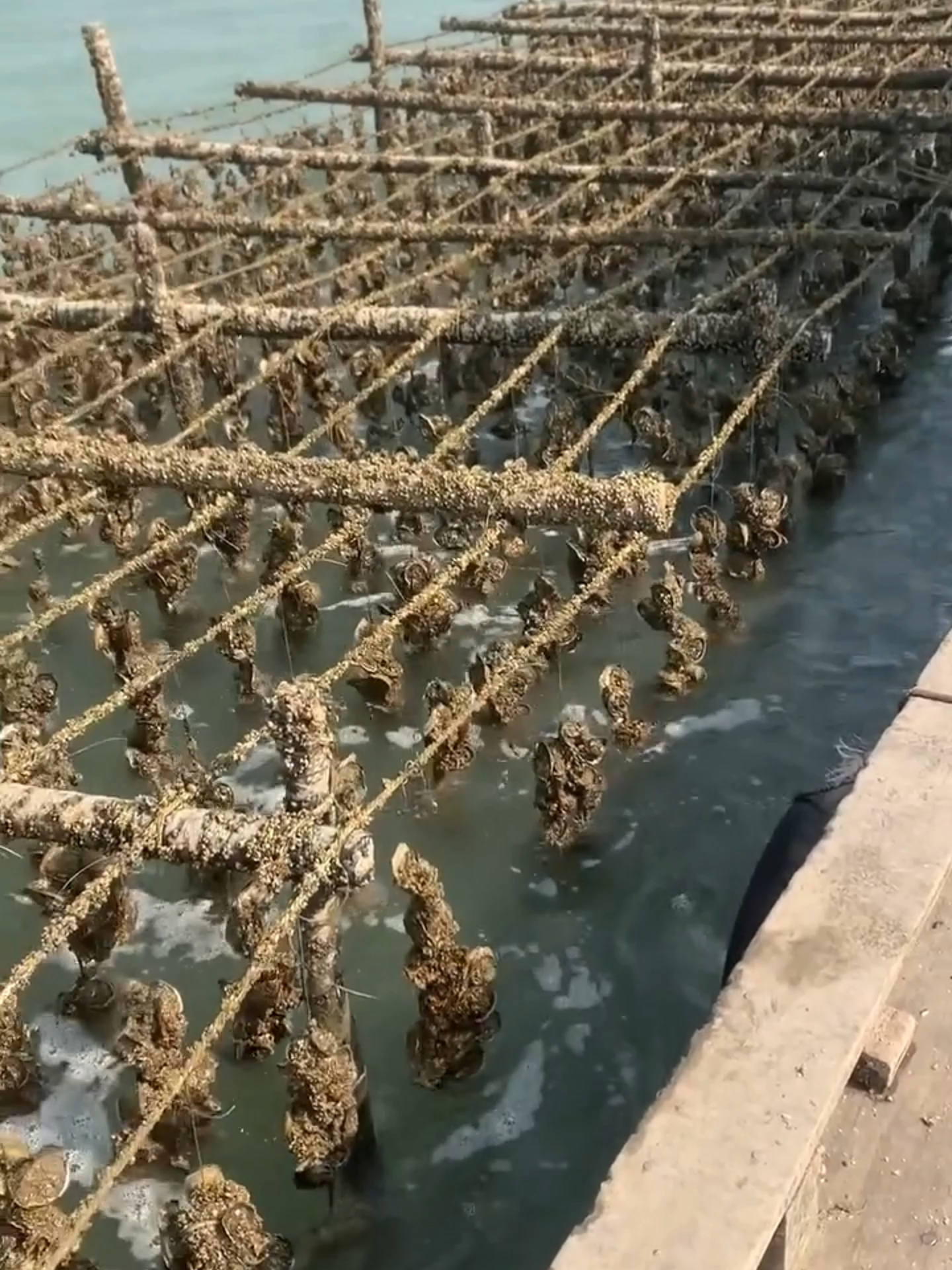 Oyster farming in China is booming! With 85% of the world’s oyster supply, China leads a growing global industry. Countries like Ireland and South Korea are following with creative new products and expanding markets. Discover how oysters are becoming a healthy and sustainable food of the future.  Follow Our Social Media: TT: @el_nino_tv IG: el_nin0_tv FB: El Nino TV YT: EL NINO TV #oyster #oysters #oysterfarming #sea #food #seafood #nature #sustainablefarming #aquaculture #EcoFriendly #zeroenergy #naturepower #traditional #farm #farming #traditionalfarming #sealife #ocean #animal #animals #AnimalFacts #viral #viralvideo #viraltiktok #trending #fyp #fypシ゚