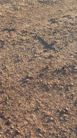 #caminata #casual #snake 
