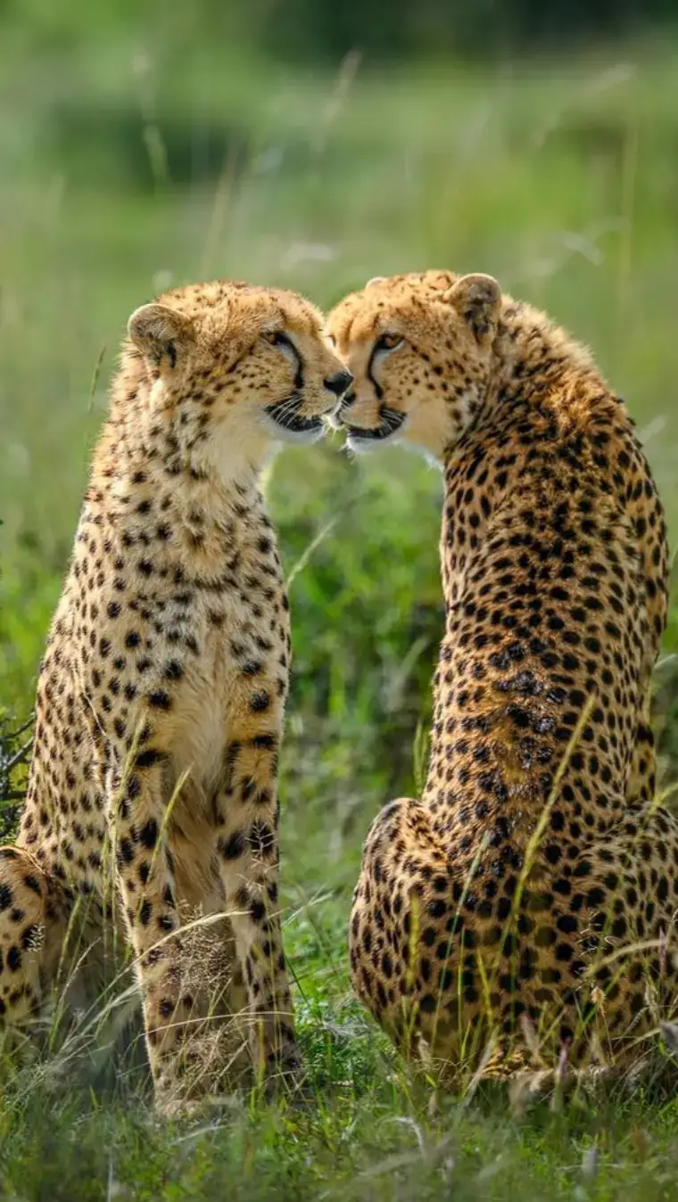 Swapping and combining poses of the cheetah sisters! They are the daughters of the famous Nashipai, who, despite his serious injuries, raised them well. The three girls are now independent, but they stay together and rule the savannah. I had a wonderful observation of these sisters as they waited patiently for a long time before attempting to kill them, but when they embarked on their adventure, a twist occurred: a warthog appeared out of nowhere and pounced on one of them. 😅