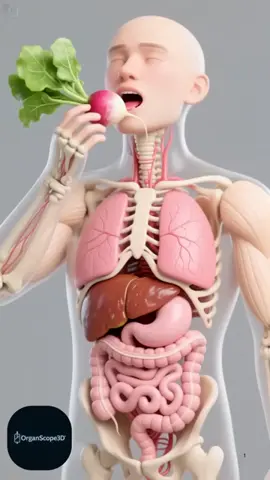 What Science in action what happens while #stomach ##hamanbody #3danimation 