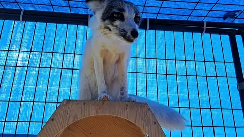 When you realize patience isn’t your strong suit… just an elder trying to survive the youth! #relateable #funnyanimals #funny #fyp #foryoupage 